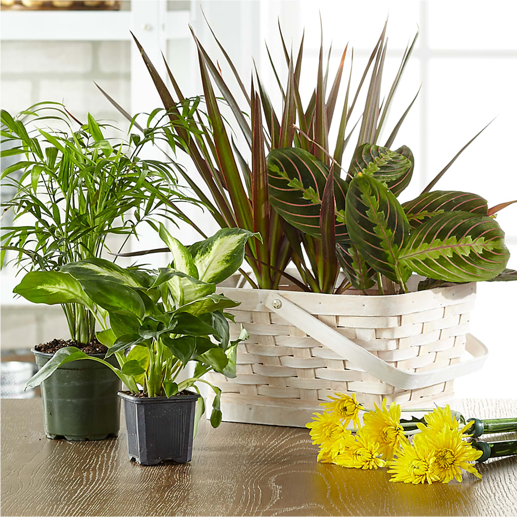 Florist Designed Blooming and Green Plants in a Basket – Roseland Floral Co Inc, Charlotte NC