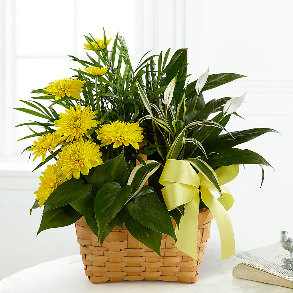 Loving Light Dishgarden – Roseland Floral Co Inc, Charlotte NC