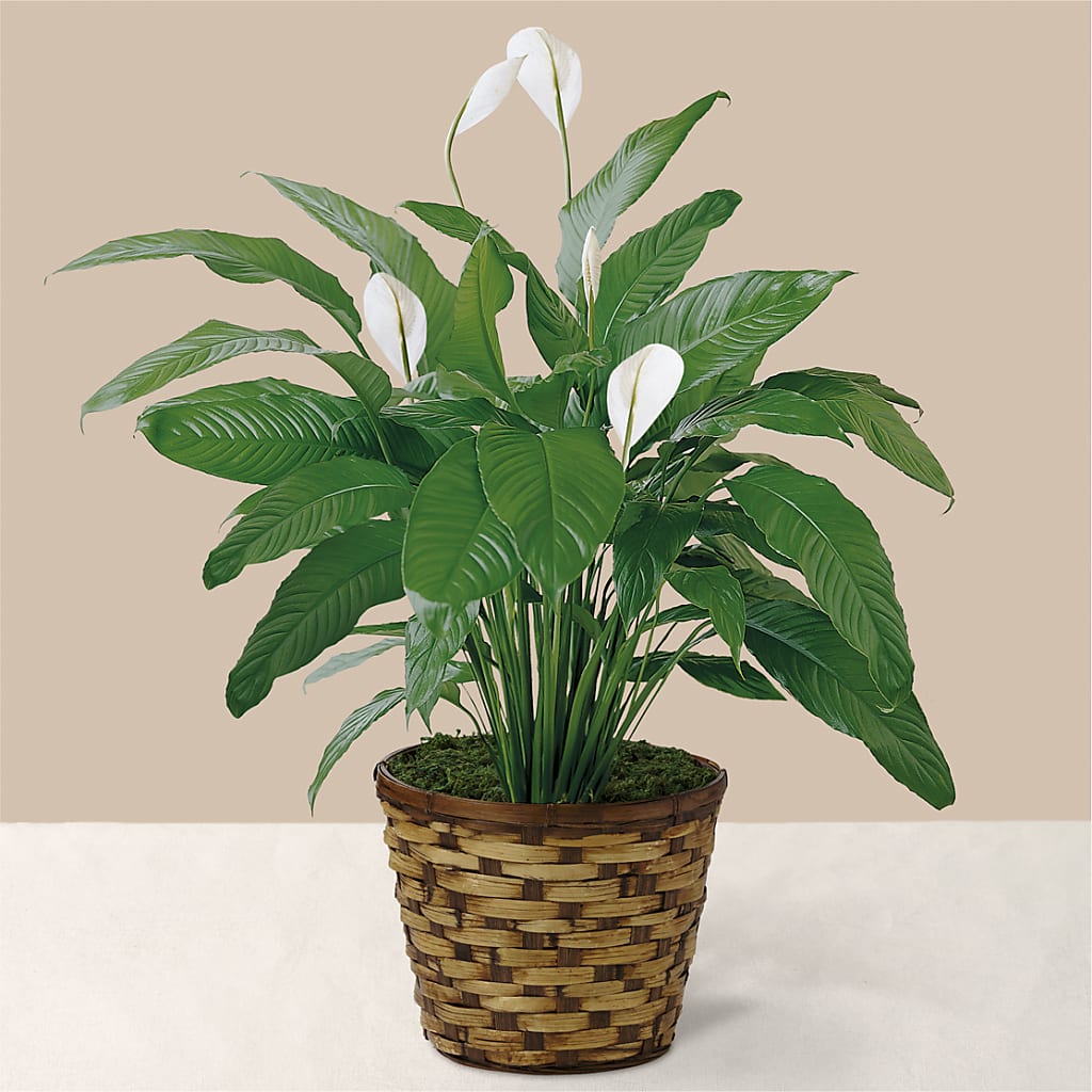 Tranquil Moments Peace Lily Plant – Roseland Floral Co Inc, Charlotte NC