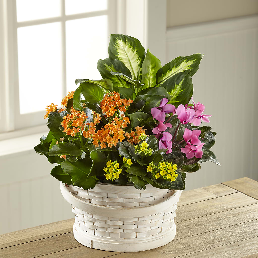 Color Crush Dishgarden – Roseland Floral Co Inc, Charlotte NC