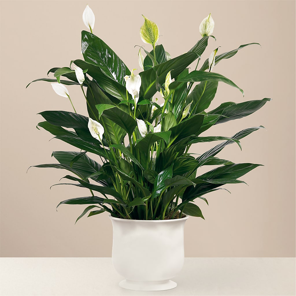 Comfort Planter – Roseland Floral Co Inc, Charlotte NC