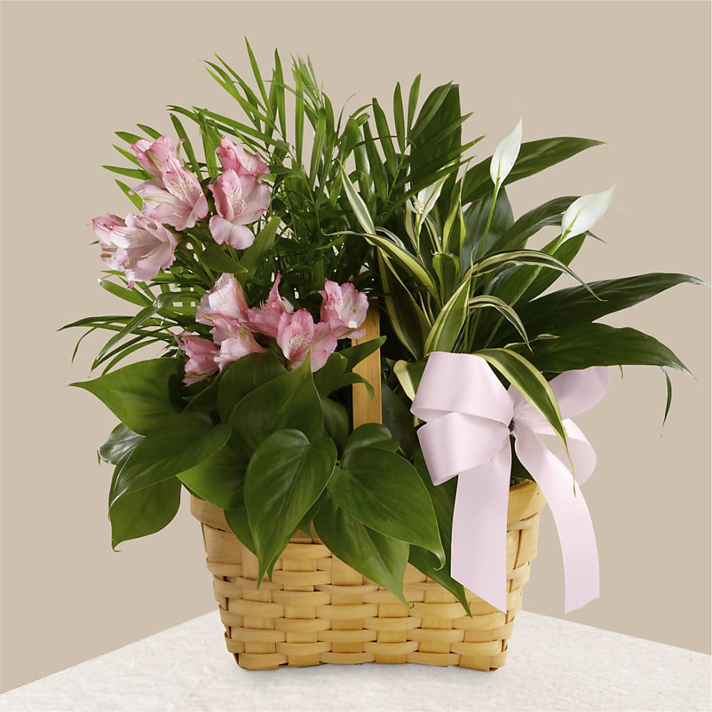 Living Spirit Dishgarden – Roseland Floral Co Inc, Charlotte NC