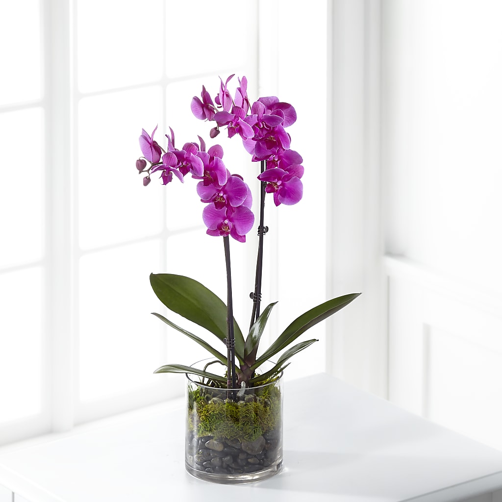 Pink Orchid Plant – Roseland Floral Co Inc, Charlotte NC