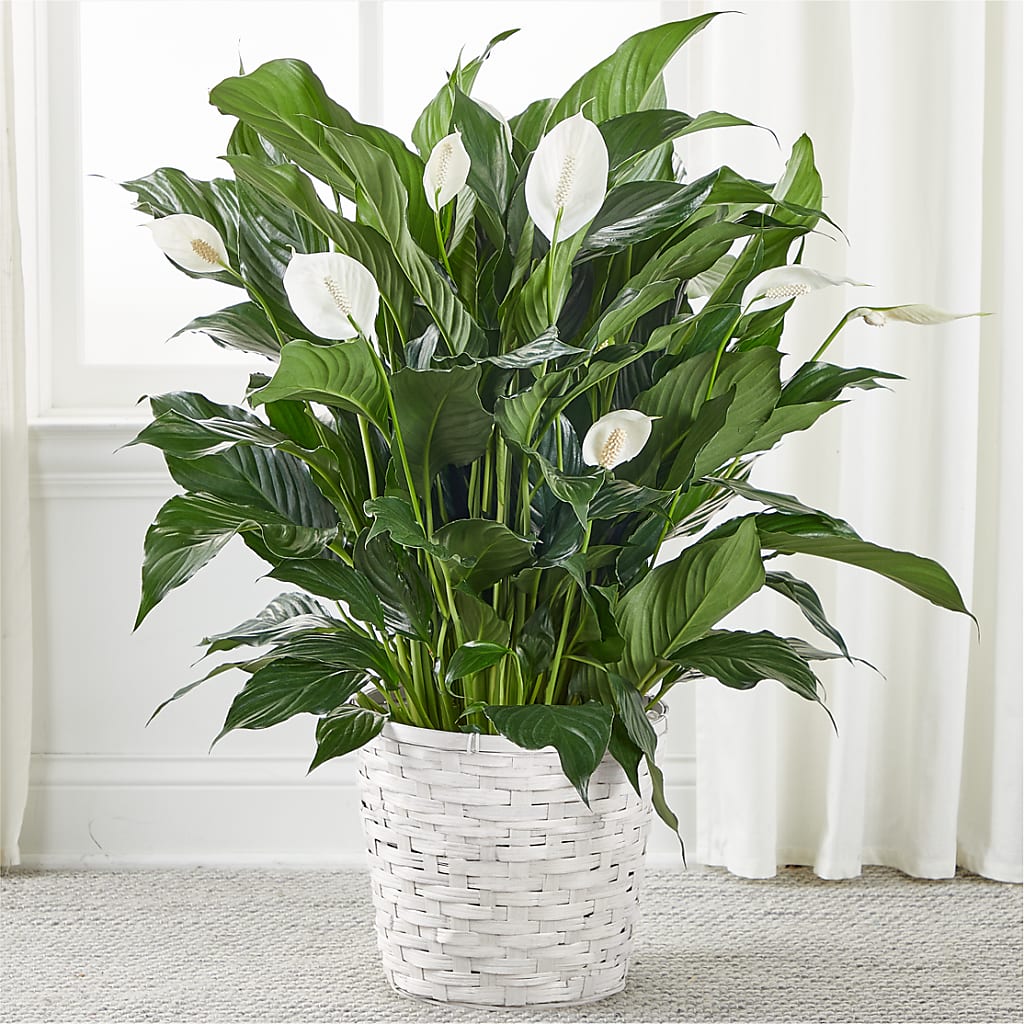 A New Leaf Peace Lily – Roseland Floral Co Inc, Charlotte NC
