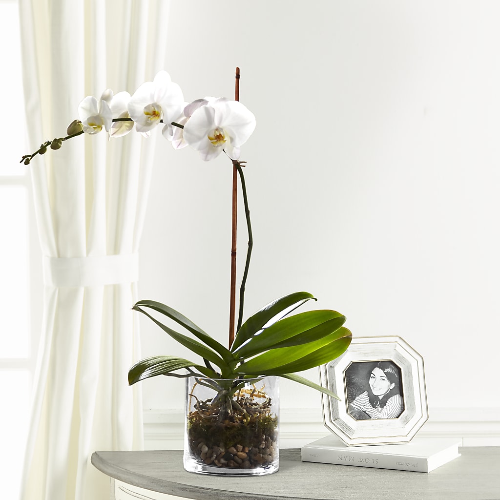 White Orchid Planter – Roseland Floral Co Inc, Charlotte NC