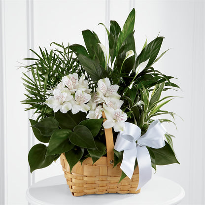 Peace & Serenity Dishgarden –  Roseland Floral Co Inc, Charlotte NC