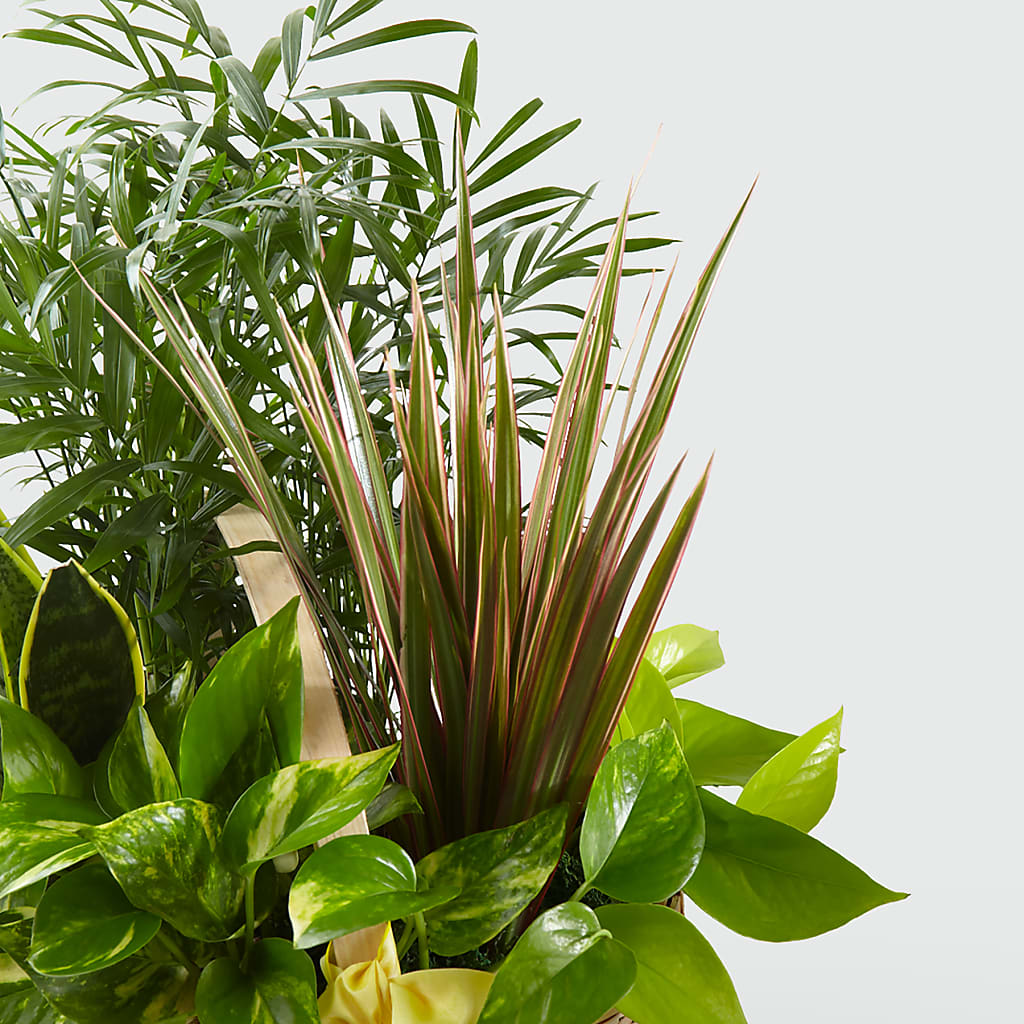 French Garden –  Roseland Floral Co Inc, Charlotte NC