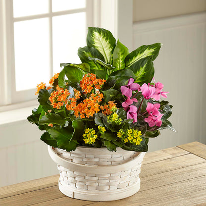 Color Crush Dishgarden –  Roseland Floral Co Inc, Charlotte NC