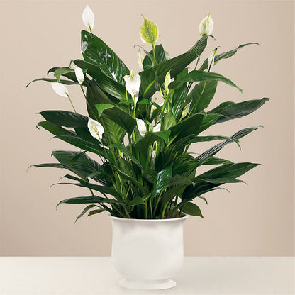 Comfort Planter –  Roseland Floral Co Inc, Charlotte NC