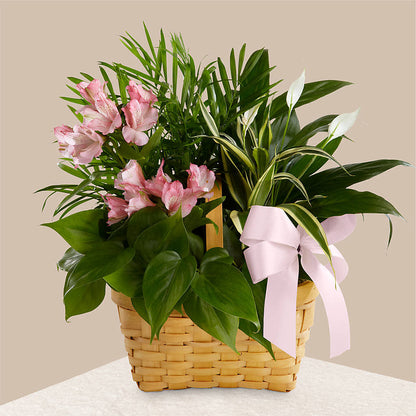 Living Spirit Dishgarden –  Roseland Floral Co Inc, Charlotte NC