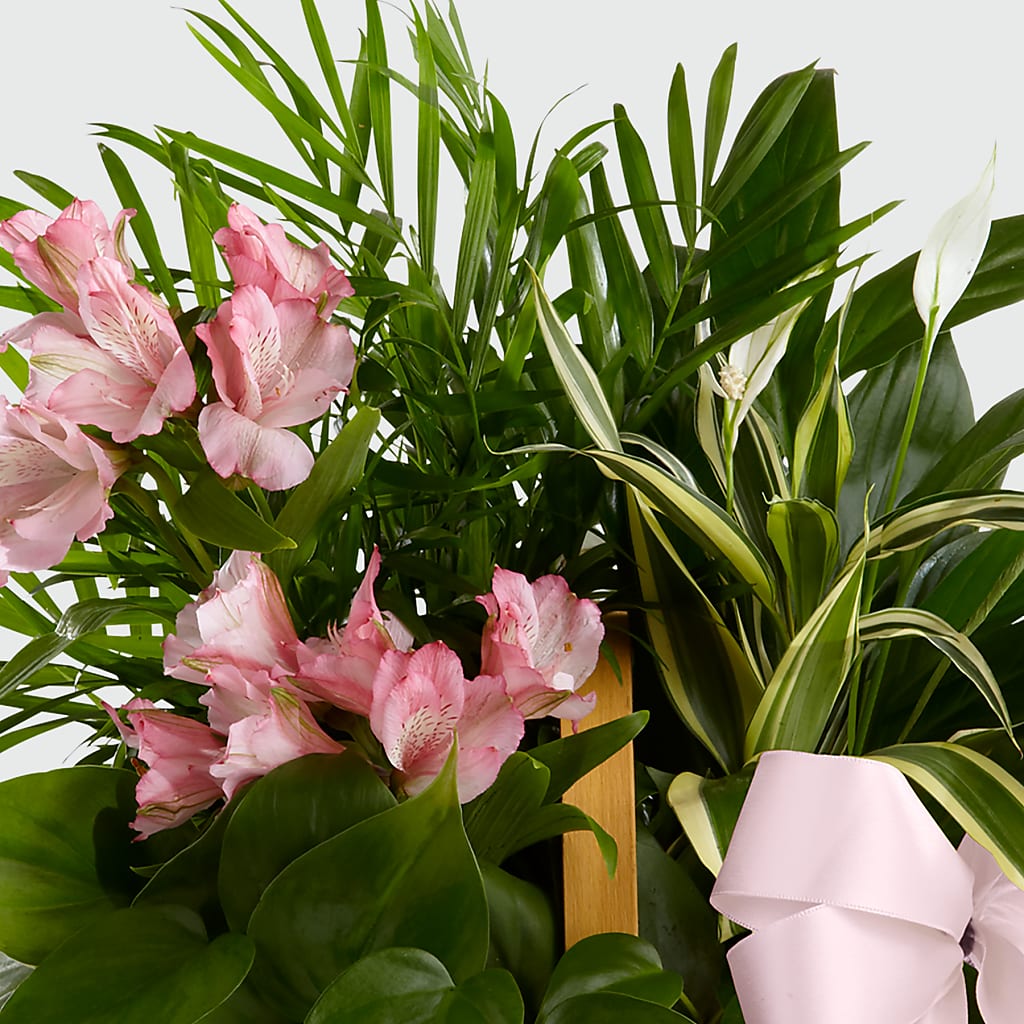 Living Spirit Dishgarden –  Roseland Floral Co Inc, Charlotte NC