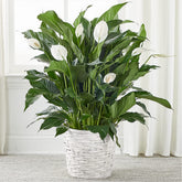 Roseland Floral Co