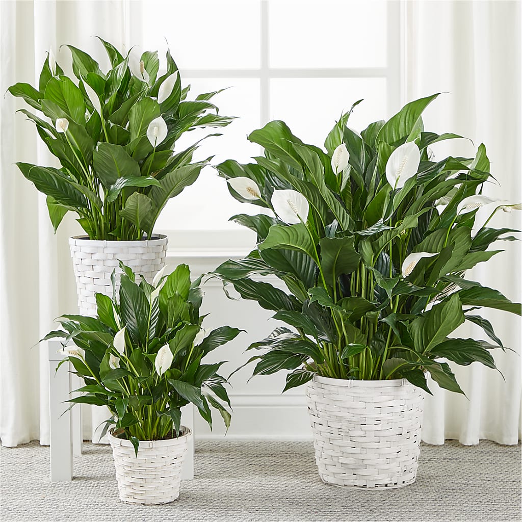 A New Leaf Peace Lily –  Roseland Floral Co Inc, Charlotte NC