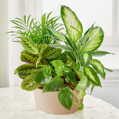 Balance & Harmony Dishgarden –  Roseland Floral Co Inc, Charlotte NC