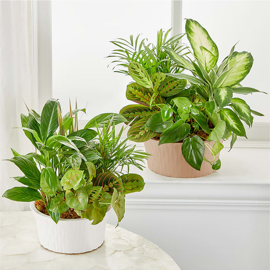 Balance & Harmony Dishgarden –  Roseland Floral Co Inc, Charlotte NC
