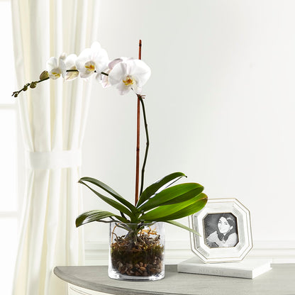 White Orchid Planter –  Roseland Floral Co Inc, Charlotte NC